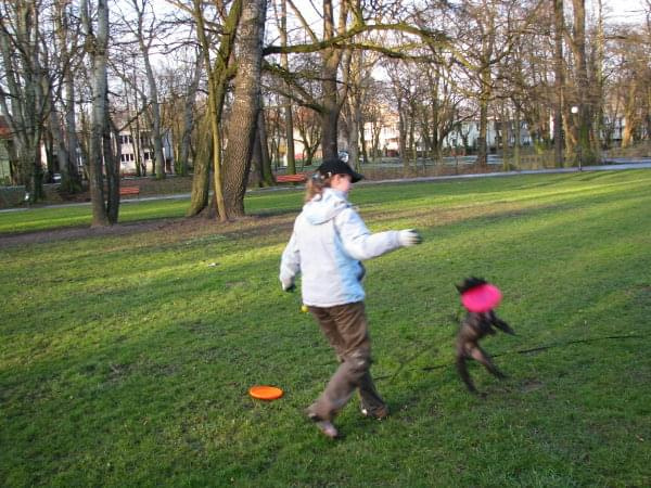 frisbee #PiesSznaucer