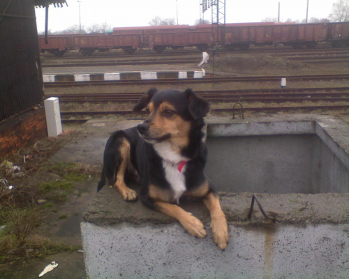Nero #Nero #pies #psy #mieszaniec