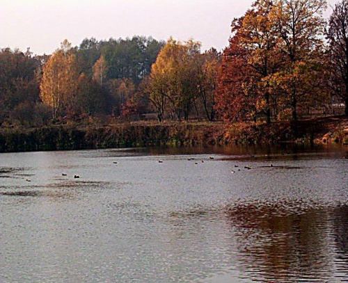 Jesień nad wodą #Koluszki #jesień #Rochna