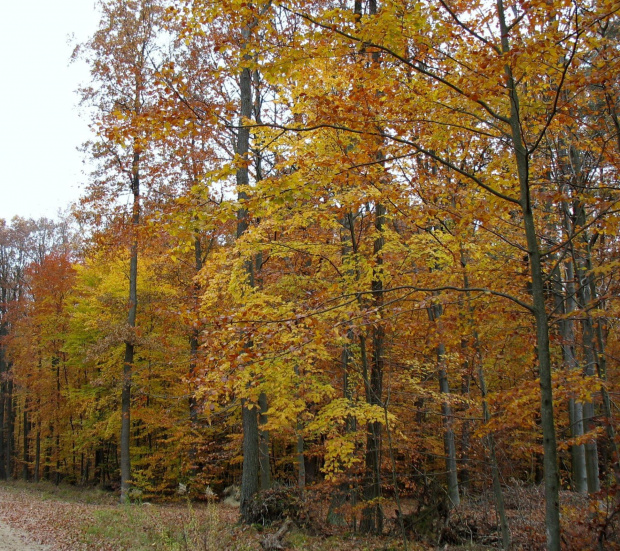 Koluszki, las jesienią #Koluszki #las #jesień