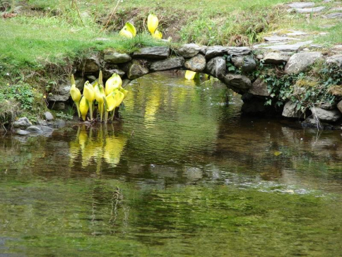 Mount Usher Gardens