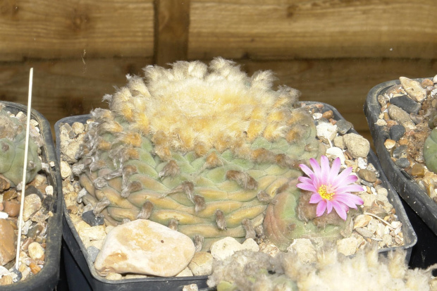 Lophophora