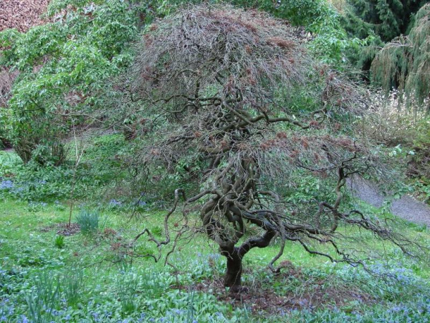 Mount Usher Gardens