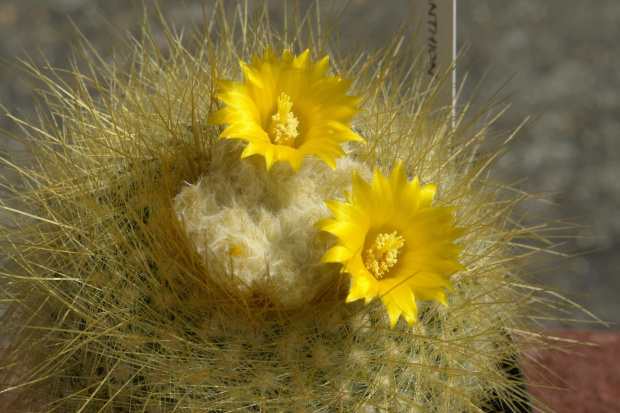 Parodia chrysacantion