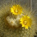 Parodia chrysacantion