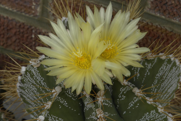 Astrophytum ornatum