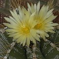 Astrophytum ornatum