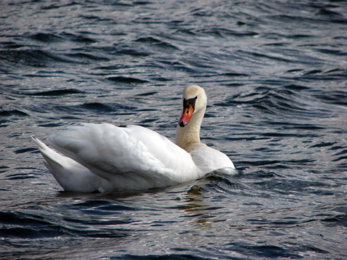 łabędź niemy ptak królewski #przyroda #natura #zwierzęta #ptaki #krajobraz #jezioro #góry #NadWodą #woda #wiosna