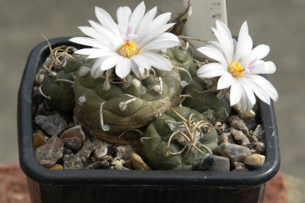 TURBINICARPUS KLINKERIANUS