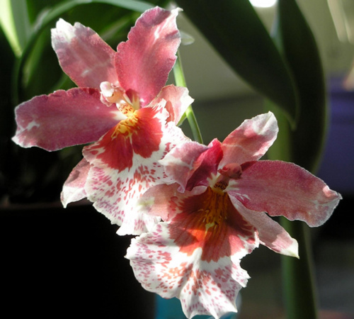 odontoglossum