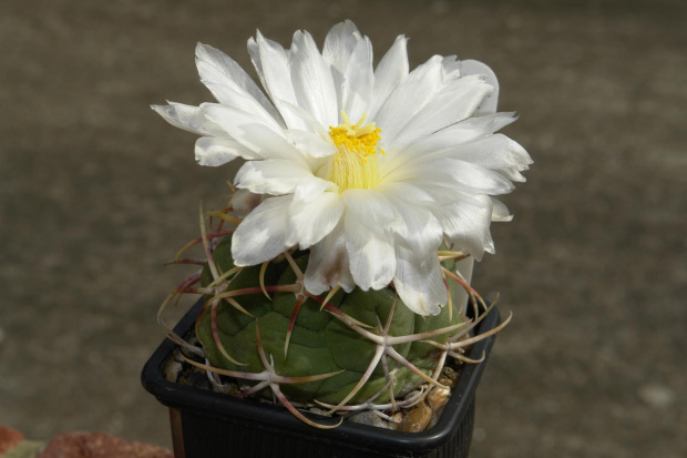 thelocactus lloydii