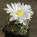 thelocactus lloydii