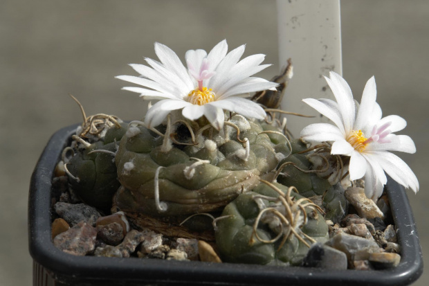 TURBINICARPUS KLINKERIANUS