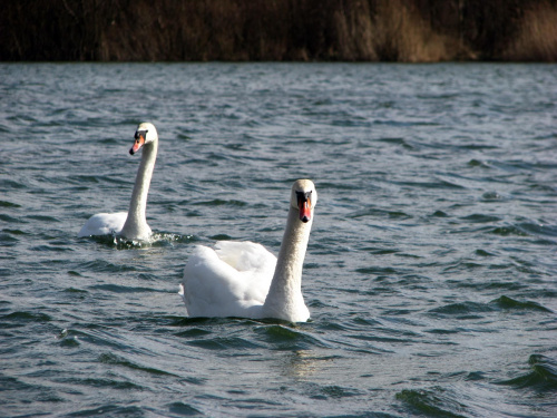 łabędź niemy ptak królewski #przyroda #natura #zwierzęta #ptaki #krajobraz #jezioro #góry #NadWodą #woda #wiosna