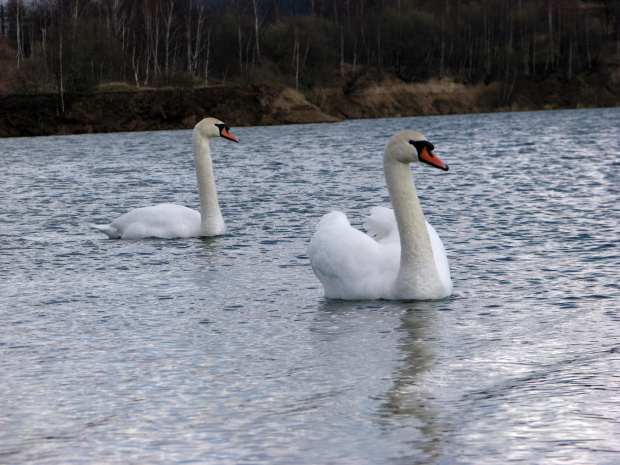 łabędź niemy ptak królewski #przyroda #natura #zwierzęta #ptaki #krajobraz #jezioro #góry #NadWodą #woda #wiosna