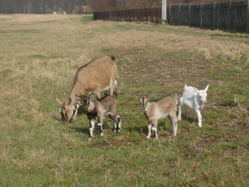 Małe są śliczne #kozy