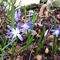 kwiaty wiosenne #kwiaty #wiosna