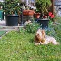 Bebi i niezapominajki