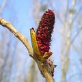 Topola czarna - Populus nigra . Data : 28.03.2008. Miescowość : Piaski Wielkopolskie .