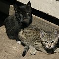 kotki #kotki #kot #czarny