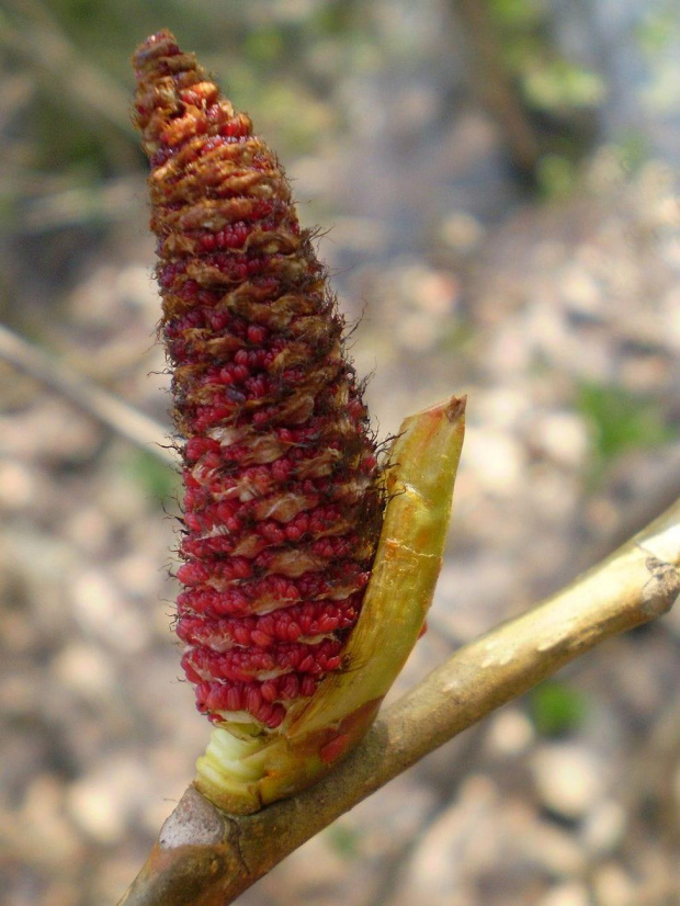 Topola czarna - Populus nigra . Data : 28.03.2008. Miescowość : Piaski Wielkopolskie .