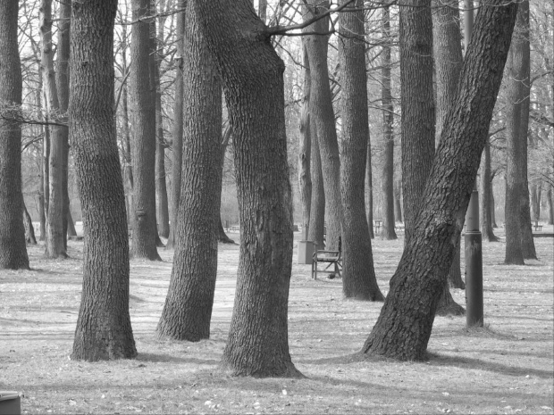 drzewa tańczące #drzewo #drzewa #taniec #Park3Maja #Łódź #Lodz