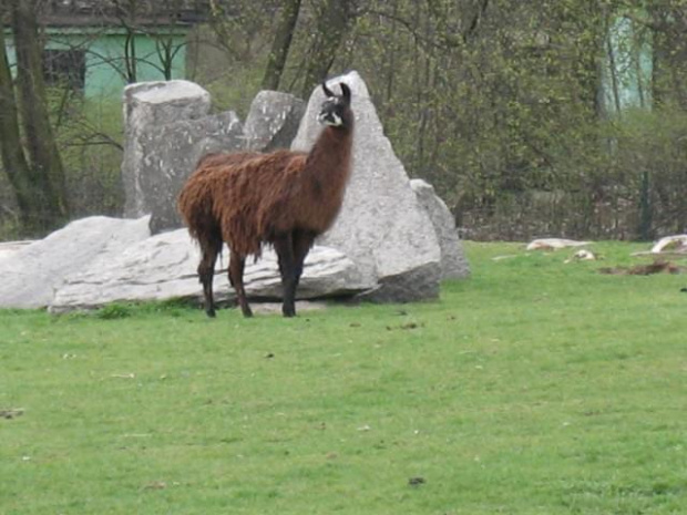 duża lama