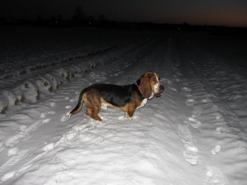 Nocne polowanie. #Basset #BassetHound #Ostrołęka #Boogie #pies