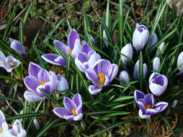 wiosna 2008 #natura #kwiaty #przyroda