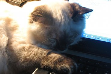 pomoc w pracy #KotSyberyjski #NevaMasquarade