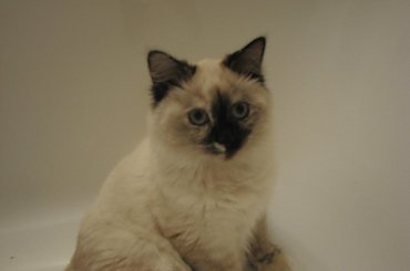 sesja w wannnie #koy #kotki #syberyjski #NevaMasquarade