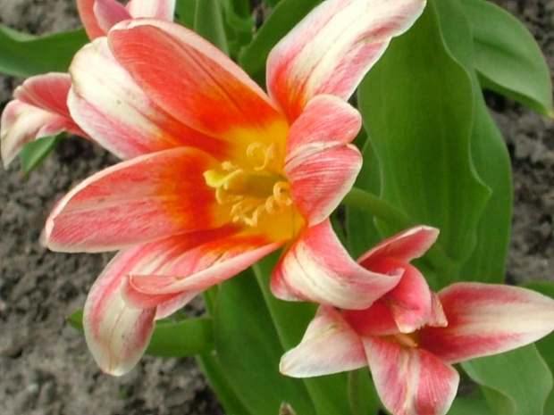 tulipany