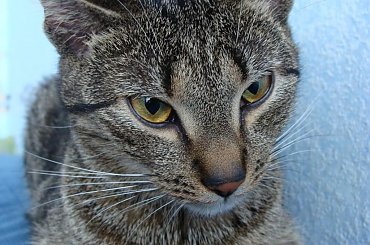 #kot #kotek #kotki #koty #koteczek #kicio #kotka #tiger