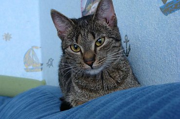 To zdjęcie świetnie nadaje się na tapetę, wyglada pięknie, polecam !! #kot #kotek #kotki #koty #koteczek #kicio #kotka #tiger