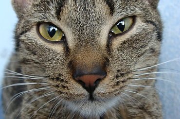 #kot #kotek #kotki #koty #koteczek #kicio #kotka #tiger