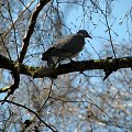Gołąb grzywacz (Columba palumbus) . Ptak wędrowny, największy z krajowych gatunków gołębi.Jego naturalnym biotopem są lasy liściaste i mieszane. #przyroda #natura #zwierzęta #ptaki #gołębie #gołębiowate #FaunaPolski #ornitologia
