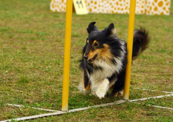 Agility Płock Zawody 5-6.04.2008 Psy