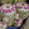 Mammillaria bombycina