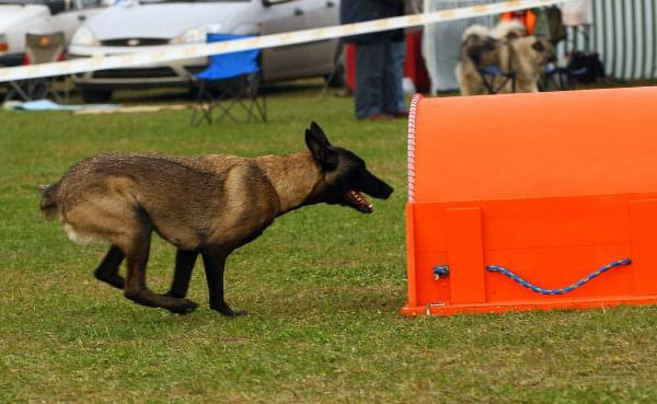 Zawody Agility Płock 5-6.04.2008 Psy