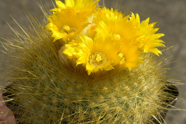 Parodia chrysacantion