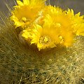 Parodia chrysacantion