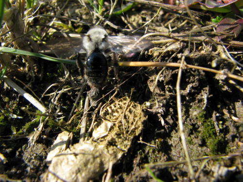 owad pszczoło podobny #przyroda #natura #zwierzęta #owady #makrofotografia