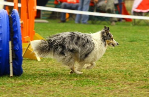 Zawody Agility Płock Psy