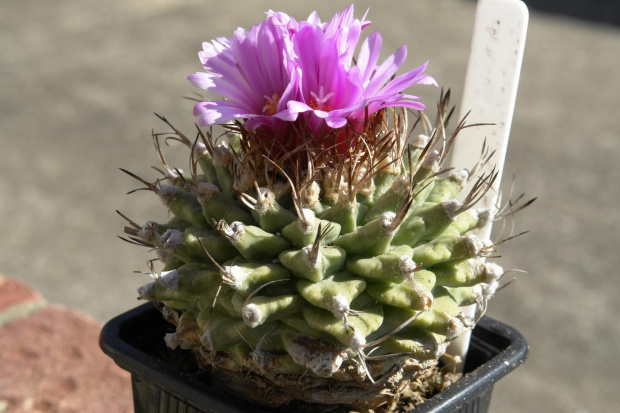 Turbinicarpus alonsoi