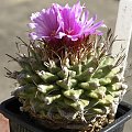 Turbinicarpus alonsoi