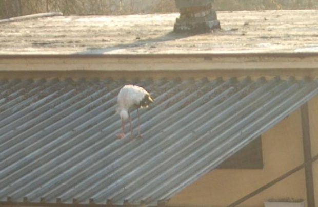 Na dachu garaży biały mróz, w powietrzu mgiełka, "w stołówce" o 6 rano pierwszy klient.