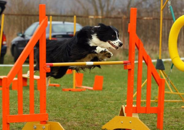 Agility Płock Zawody 5-6.04.2008 Psy