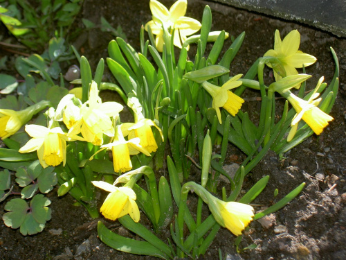 W żółtym kolorze #wiosna