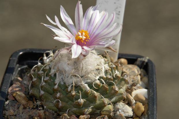 Turbinicarpus panarottoii