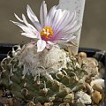 Turbinicarpus panarottoii